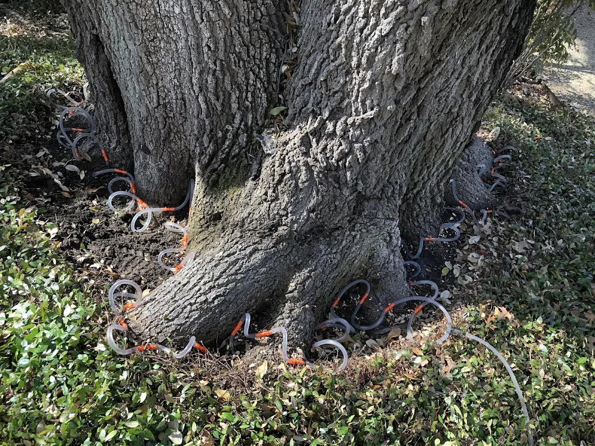 Detailed Tree Cabling and Bracing job site in Blue Ball