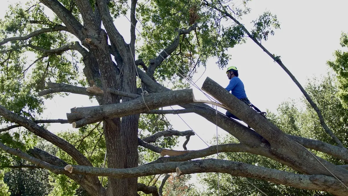 Professional Crown Thinning performed by certified arborists in Blue Ball